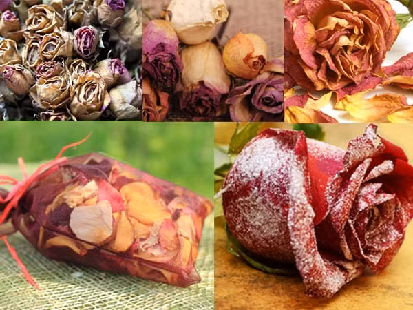 Đặc biệt, trà hoa hồng còn giúp bạn dễ dàng thoát khỏi tình trạng trầm cảm, khó ngủ bảo vệ lá gan của bạn, vì trầm cảm sẽ làm việc giải độc gan khó khăn hơn.