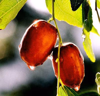 Nước táo tàu cũng giúp chữa lành một vài tổn thương gan.