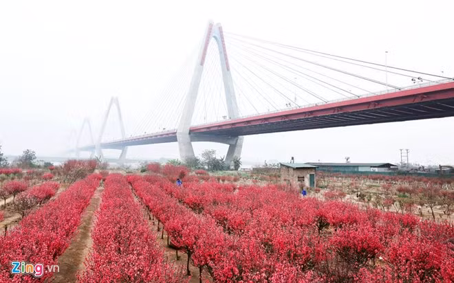 Làng Nhật Tân, Phú Thượng (Hà Nội): Đây là nơi trồng nhiều hoa đào nhất thủ đô. Người dân trong làng sống chủ yếu bằng nghề trồng đào cảnh. Kỹ thuật trồng đào ở đây là ghép cành đào bích vào gốc đào quả để tạo ra cây đào lai gốc khoẻ, mà hoa vẫn đẹp, bông đều.