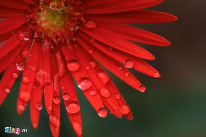 Hoa đồng tiền còn gọi là cây kim tiền, thường được trồng hoặc trưng trong những dịp đầu xuân năm mới để cầu mong may mắn, tài lộc và tiền của cho gia đình.