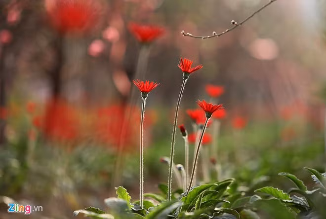 Hoa đồng tiền luôn mang những ý nghĩa to lớn, tượng trưng cho sự hạnh phúc, vẻ đẹp và mang đến tiền tài vào nhà quanh năm. Mỗi dịp Tết đến, xuân về, nhiều gia đình thường trang trí loài hoa này trong phòng khách.