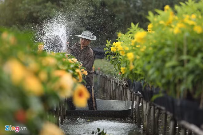 Các loài mai, sung, si, khế, cau, quất... qua tay các nghệ nhân lành nghề trở nên đẹp mắt, mang lại giá trị kinh tế cao.