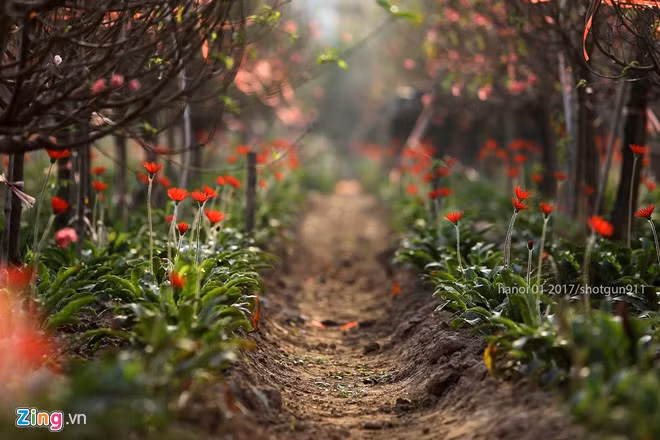 Ngoài đào quất, làng Nhật Tân còn trồng nhiều loài hoa khác như hoa đồng tiền, hướng dương, cúc họa mi...