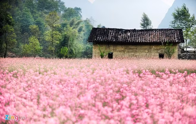 Hà Giang: Vào mỗi dịp cuối tháng 10, đầu tháng 11 hàng năm, nơi đây lại đón đông đảo du khách đổ về ngắm hoa tam giác mạch. Đây là loài hoa mong manh nhưng mang vẻ đẹp đầy sức sống, can trường của thiên nhiên vùng cao nguyên đá. Tam giác mạch là cây thuộc họ nhà lúa, được nảy lên từ mày lúa, mày ngô, nên gọi là mạch. Cánh hoa chụm lại thành hình chóp nón, có ba mặt tam giác giữ ở giữa là một hạt mạch quý.
