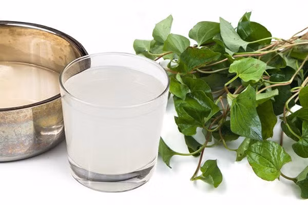 Nguyên liệu bài thuốc cần chuẩn bị rau diếp cá một nắm to, nước vo gạo đặc một bát ăn cơm.