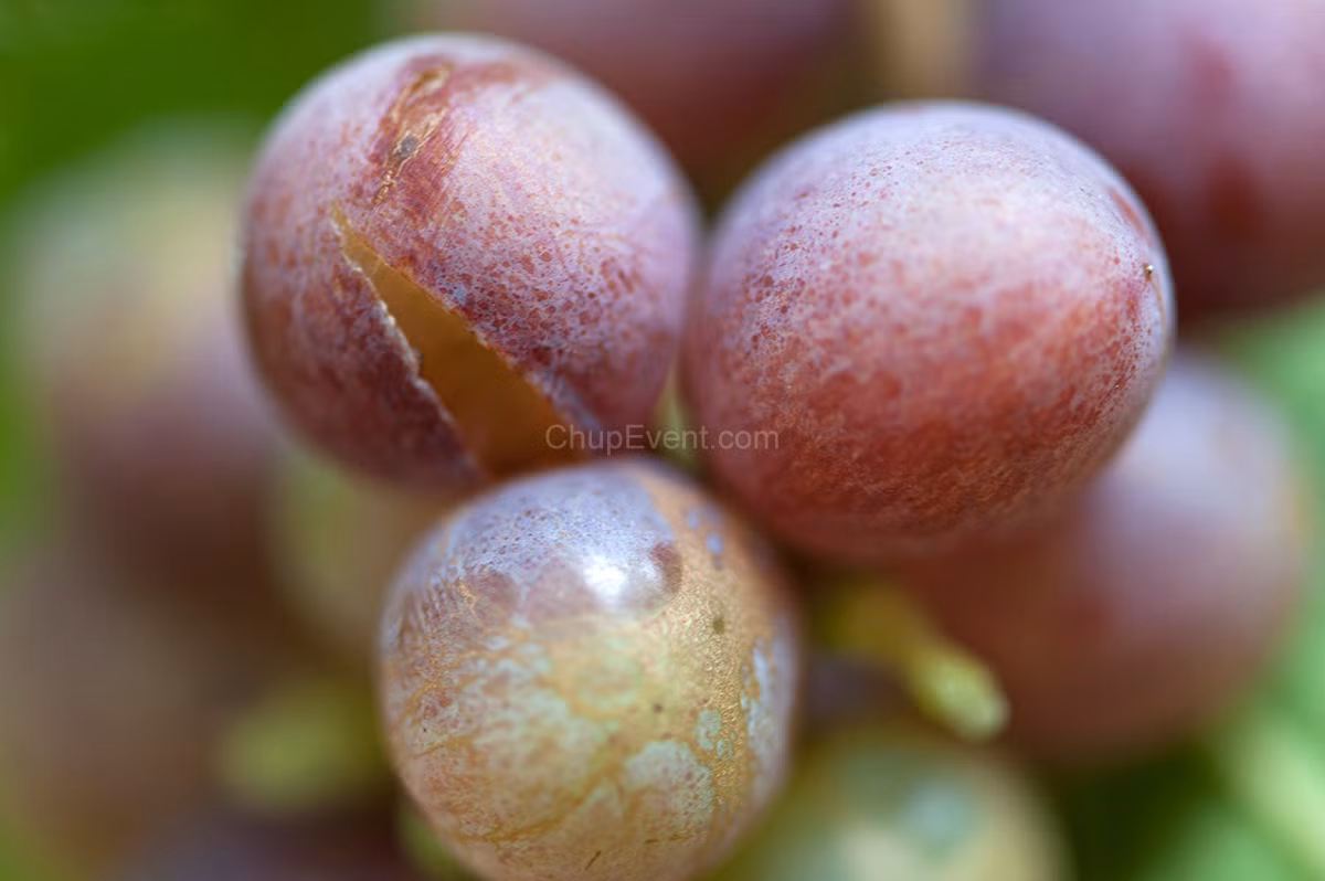 Ngoài ra, trong vỏ quả nho còn có tác dụng chống oxi hóa cực cao có tác dụng phòng nguy cơ mắc các bệnh tim mạch và ung thư.