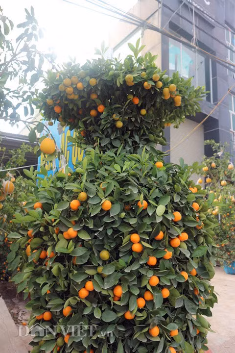 Man nhan cap quat Tet dang loc binh gia 