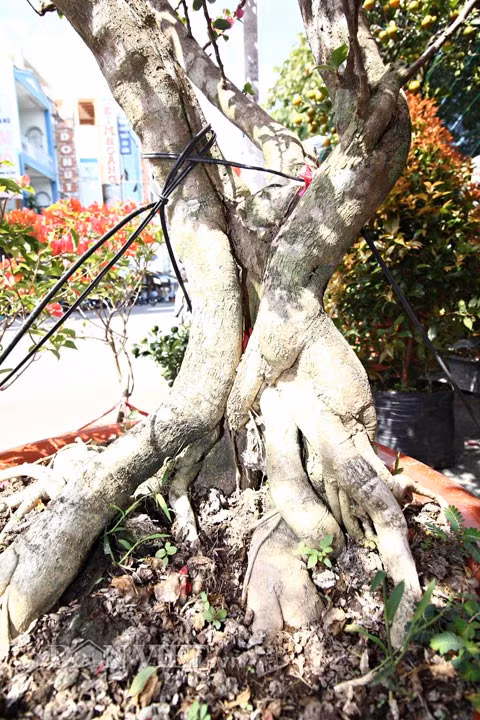 Do nhiều người đặt hàng từ trước khi cây ra hoa nên đến nay anh Truyền chỉ còn lại khoảng chưa đến 30 chậu. Trong đó, anh trưng bày bán tại chợ hoa và siêu thị là khoảng 20 chậu, phần còn lại để bán tại nhà ở quận Bình Thủy.