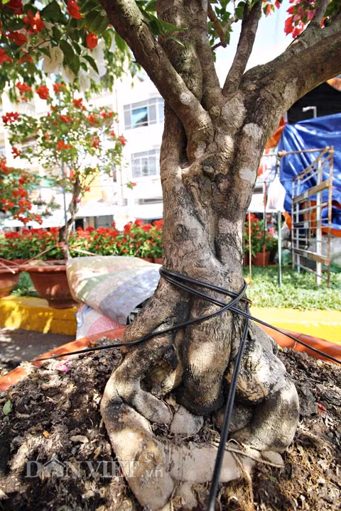 Để có được một cây hoa giấy 6 màu, anh Truyền phải tốn nhiều công sức, kiên trì trong thời gian dài và áp dụng nhiều kỹ thuật ghép phức tạp từ khi cây còn rất nhỏ.Không chỉ độc, lạ ở chỗ hoa có nhiều màu trên cùng một cây, “đứa con tinh thần” của anh Truyền còn có gốc đẹp.