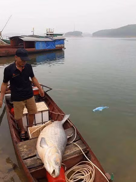 Can canh nhung lan nguoi dan bat duoc ca khung nhu 