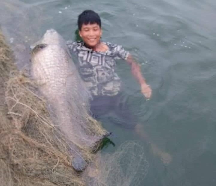 Ngày 15/7, ngư dân ở huyện Yên Bình, tỉnh Yên Bái dùng lưới cao màn (lưới có 3 lớp dù) đánh cá ở hồ Thác Bà đã bắt được 4 con cá trắm đen “khủng”.