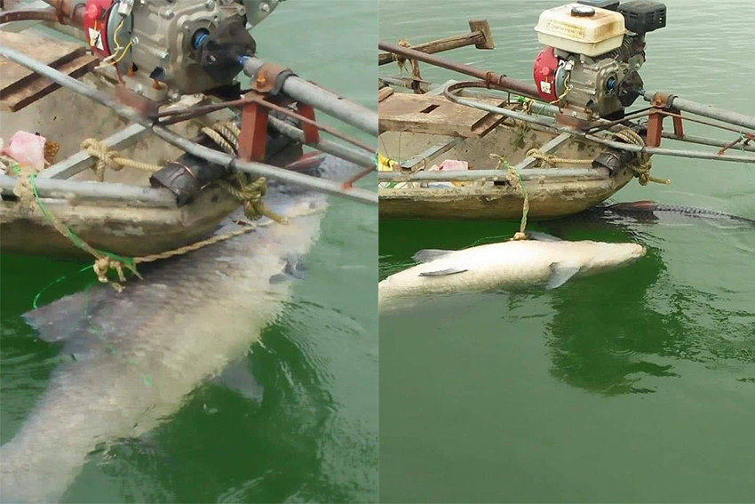 Trong đó: 1 con 3kg, 1 con 10kg, 1 con 15kg và một con to nhất nặng 42kg dài gần 1,5m.