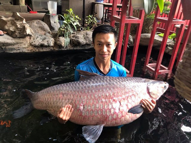 Con cá sau đó được bán cho một nhà hàng ở Hà Nội với giá gần 20 triệu đồng.