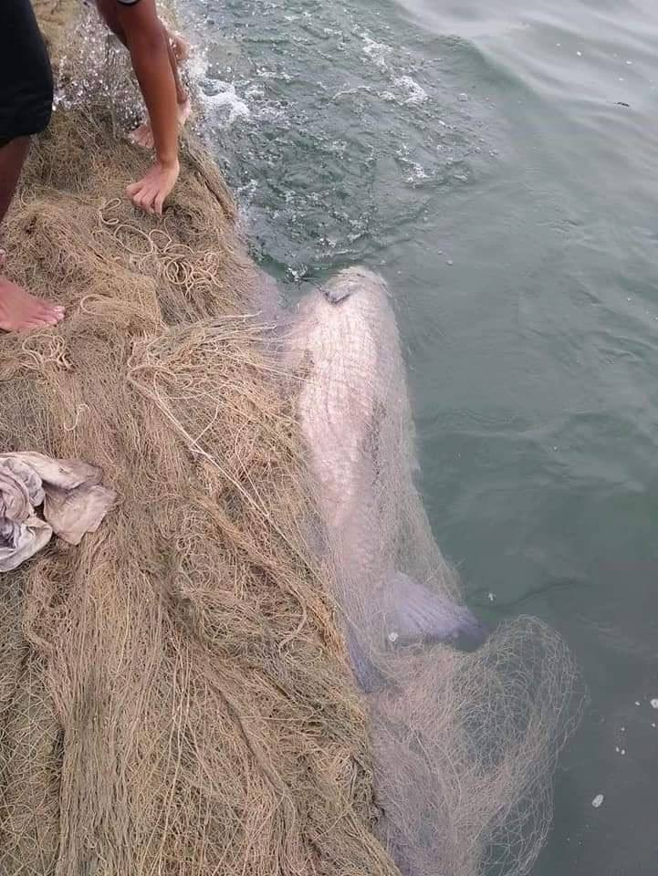 Đây không phải lần đầu ngư dân ở huyện Yên Bình, tỉnh Yên Bái bắt được cá trắm đen “khủng” ở hồ Thác Bà.