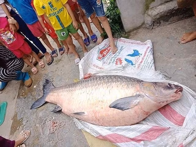 Can canh nhung lan nguoi dan bat duoc ca khung nhu 