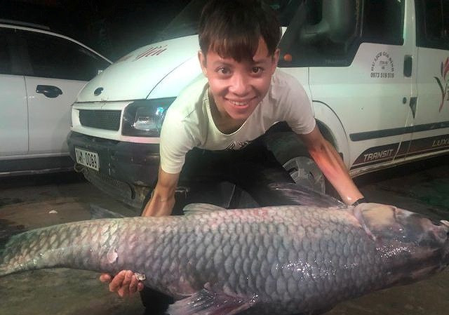 Trong tự nhiên những con cá trắm có trọng lượng khủng, nặng trên 20kg rất hiếm và giá cũng đắt đỏ. Thịt của con cá trắm sau khi được sơ chế, có giá bán dao động từ 600-700 nghìn đồng/kg.