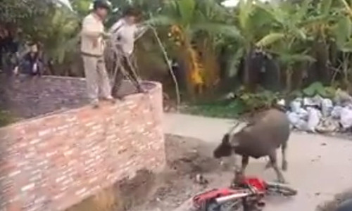 Trâu điên kéo lê chiếc xe máy của anh Việt hàng trăm mét. Ảnh cắt từ clip.