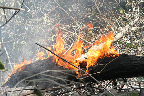 Núi Hồng Lĩnh nhiều cây gỗ mục nên lửa rất dễ bén trở lại sau khi được dập tắt.