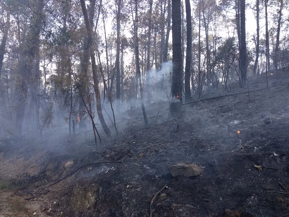 Núi rừng Hồng Lĩnh hoang tàn sau cơn bão lửa. Ảnh: VTC News