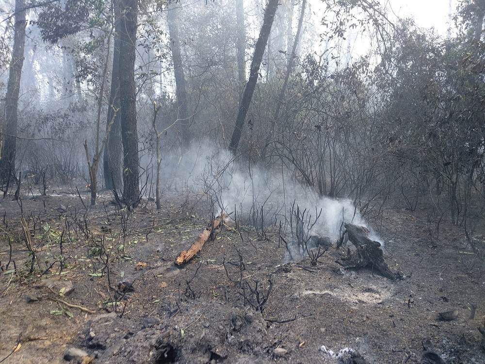 Hậu quả vụ cháy rừng lịch sử tại Hà Tĩnh, rừng thông gần 50 năm tuổi tan hoang. Ảnh: VTC News