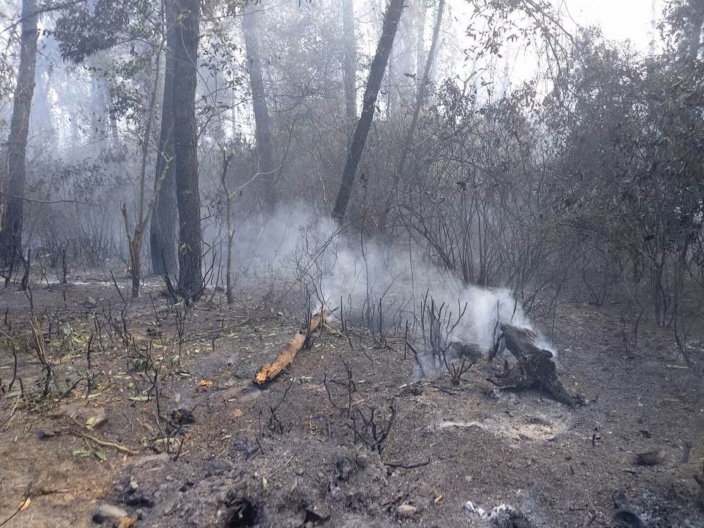 Hậu quả vụ cháy rừng lịch sử tại Hà Tĩnh, rừng thông gần 50 năm tuổi tan hoang. Ảnh: VTC News