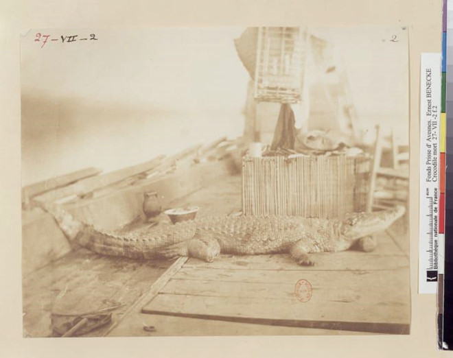 Bảo tàng nghệ thuật Louvre Abu Dhabi của UAE đã trưng bày 250 bức ảnh được biết đến sớm nhất từ Trung Đông, châu Á, châu Phi và châu Mỹ, trong đó bức lâu đời nhất có từ năm 1842. CNN đã yêu cầu người phụ trách triển lãm Christine Barthe chọn ra 10 bức ảnh từ bộ sưu tập và giải thích về chúng. Trong hình là bức ảnh "Cá sấu chết trên thuyền ở sông Nile, Ai Cập", chụp năm 1852. Ảnh: CNN.