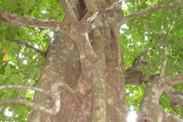 Ky di nui Cam: Cua cay ra mau va dot nhang khong chay-Hinh-2