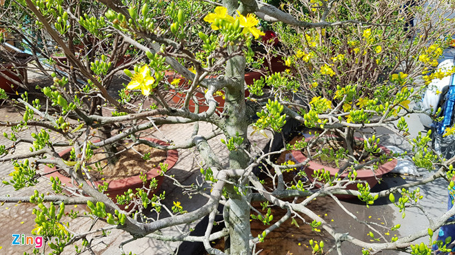 29 Tet: Mai no som, cho hoa kieng Tet o Soc Trang vang khach