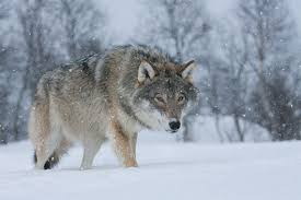 Kỳ lạ và bí ẩn hơn, trong thời Chiến tranh Lạnh, một số lính Mỹ đóng quân tại căn cứ ở gần thị trấn trên báo cáo đã nhìn thấy một sinh vật bí ẩn giống sói ở rìa rừng trong lúc họ đi tuần tra.