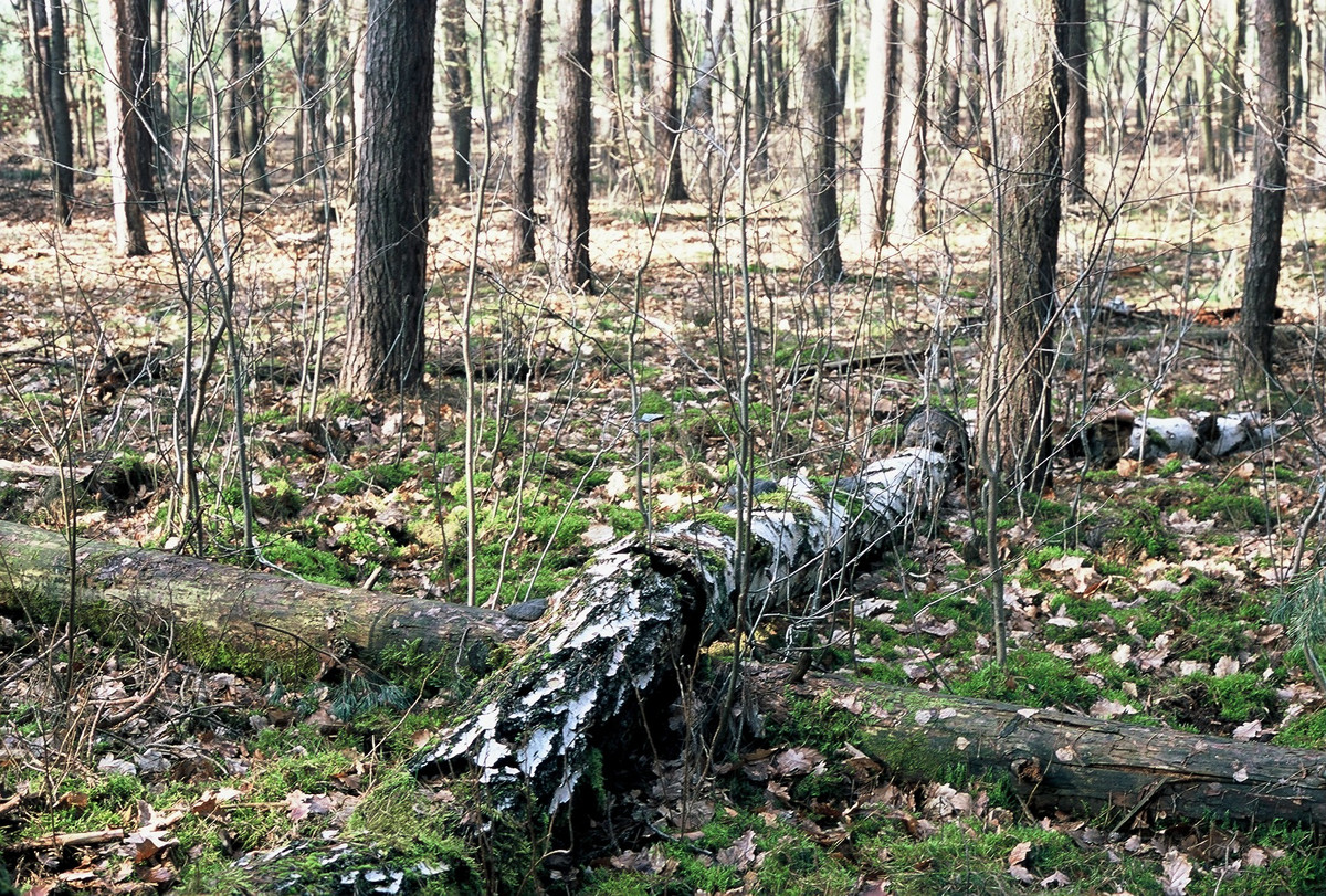 Nạn nhân của Walking Sam thường là những thanh niên trẻ tuổi. Họ được cho là những người dễ bị tác động.