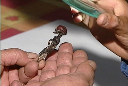 Sinh vật tí hon dường như được ướp xác. Tuy nhiên, cơ thể của nó dường như khá mong manh và có thể vỡ ra nhiều mảnh nếu gặp tác động mạnh.