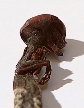 Sau khi tin tức về phát hiện sinh vật tí hon trên được công bố, rất nhiều lời đồn xuất hiện.