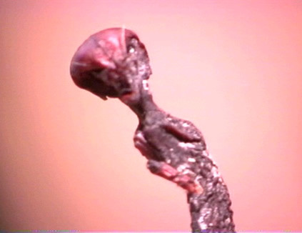 Sinh vật bí ẩn mang hình người này gây chú ý khi có kích thước cơ thể là 7,2 cm. Xác chết này nằm trong một bụi cây.