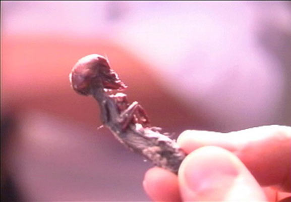 Cho đến nay, các nhà khoa học vẫn chưa thể giải mã được những bí ẩn về sinh vật tí hon như nó thuộc về người hay động vật. Video: Dưa hấu tí hon Pepino tại Đà Lạt (nguồn: VTC14)