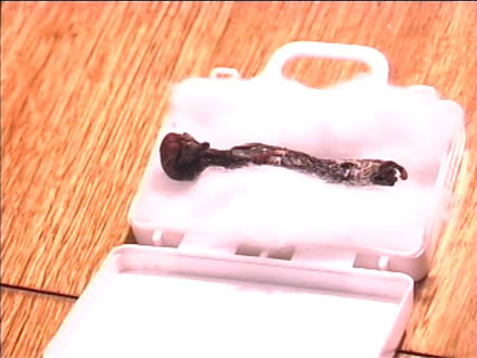 Vào tháng 10/2010, Julio Carreno cùng gia đình đi nghỉ ở thành phố Concepcion, Chile. Trong chuyên đi ấy, anh Carreno đã phát hiện xác chết một sinh vật tí hon.