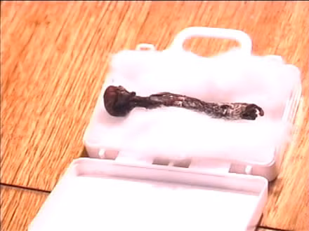 Vào tháng 10/2010, Julio Carreno cùng gia đình đi nghỉ ở thành phố Concepcion, Chile. Trong chuyên đi ấy, anh Carreno đã phát hiện xác chết một sinh vật tí hon.