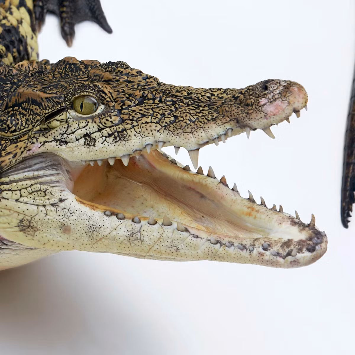 Xác ướp gây chú ý khi có 2 đầu gồm: một chiếc đầu của bé gái và đầu một con cá sấu.