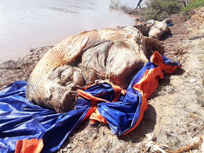 Xac ca voi khoang 10 tan dat vao bo, dan dem vao mieu tho