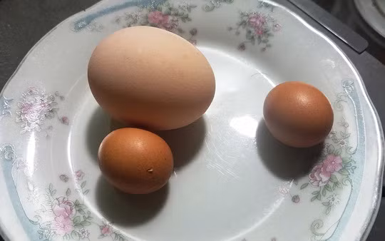 Ky la ga trong de trung ngay can Tet