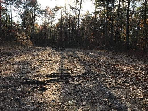 Ví dụ như hạt giống gieo trồng ở "vòng tròn của Quỷ" đều không thể nảy mầm.