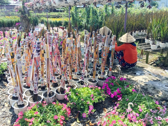 Lao nong 70 tuoi thich trong hoa kieng mau tim, thu tien ty-Hinh-4