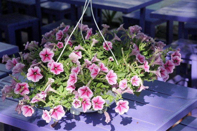 Lao nong 70 tuoi thich trong hoa kieng mau tim, thu tien ty-Hinh-14