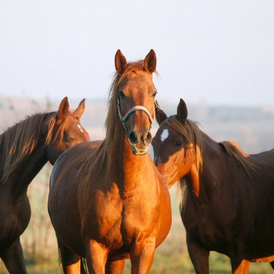 Khi ấy, phạm nhân chưa tử vong. Họ bị bỏ lại ở pháp trường cho đến khi mất máu đến chết.