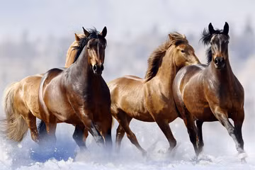 Khi hành hình, người ta sẽ thúc ngựa phi ra 4 hướng khác nhau. Hậu quả là cơ thể tử tù bị kéo căng ra các hướng khác nhau trước khi bị xé thành nhiều mảnh.