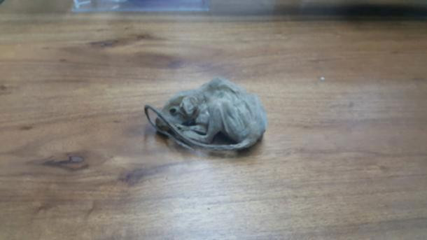 Người đàn ông này qua đời khi khoảng 85 - 90 tuổi. Bên cạnh xác ướp người đàn ông trên, các chuyên gia không khỏi kinh ngạc khi tìm thất một con chuột được ướp xác ở bên cạnh.