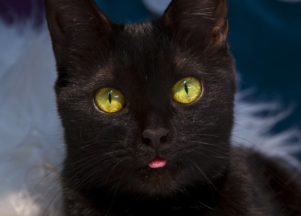 Họ thường ngã ra đất trong sự hoảng loạn. Thế nhưng, họ lại không cảm nhận được sức nặng của con mèo to lớn đè trên người.