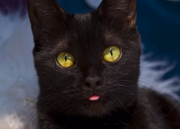 Họ thường ngã ra đất trong sự hoảng loạn. Thế nhưng, họ lại không cảm nhận được sức nặng của con mèo to lớn đè trên người.