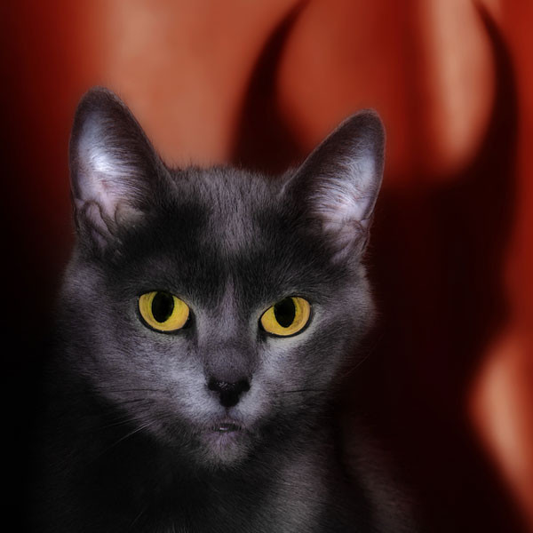 Những trường hợp đầu tiên nhìn thấy mèo quỷ được ghi nhận xuất hiện sau khi Nội chiến Mỹ kết thúc.