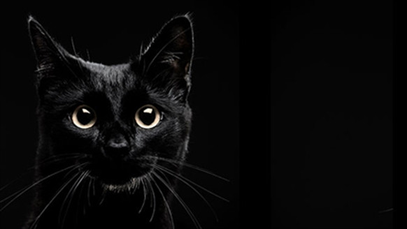 Sau khi khiến nạn nhân ngã xuống đất, mèo quỷ đột nhiên biến mất một cách kỳ bí giống như khi xuất hiện.