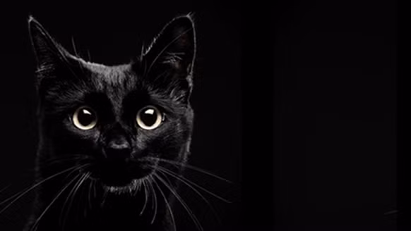 Sau khi khiến nạn nhân ngã xuống đất, mèo quỷ đột nhiên biến mất một cách kỳ bí giống như khi xuất hiện.